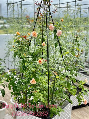  Khung trồng hoa hồng hình chóp Daim cao 150cm 