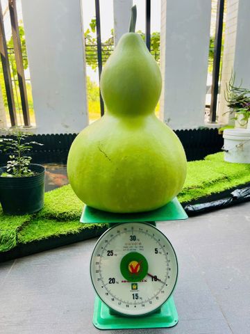  Hạt bầu hồ hô trái to từ 8kg 