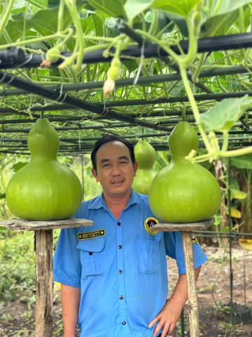  Hạt bầu hồ hô trái to từ 8kg 