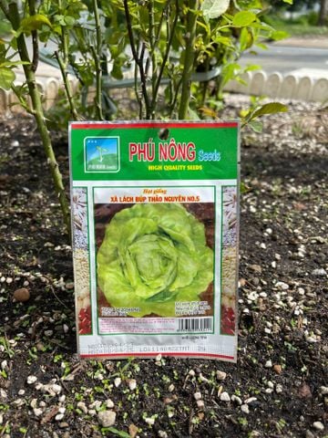  Hạt giống xà lách búp thảo nguyên No 5 