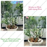  Khung đỡ hoa leo 5 cạnh 28cm Daim 