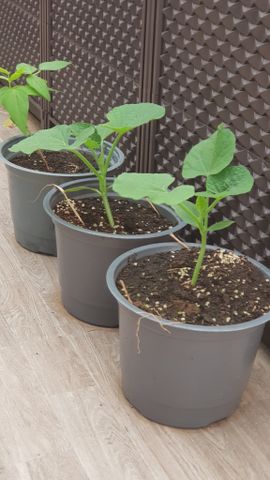  Chậu mềm ươm cây 