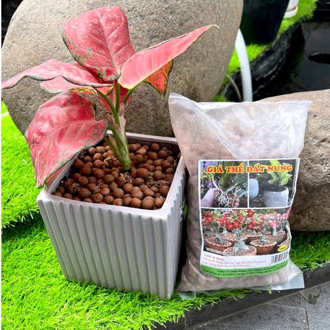  Giá thể đất nung trồng lan 