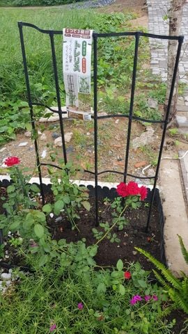  Giàn leo Daim rộng 60cm cao 120cm 