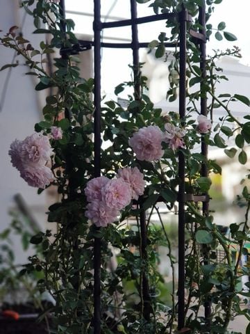  Giàn leo Daim rộng 60cm cao 150cm 