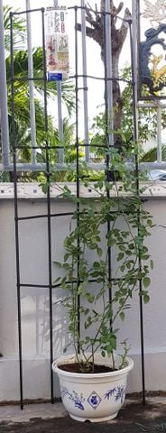  Giàn leo Daim rộng 60cm cao 180cm 