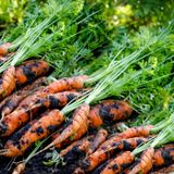  Hạt giống củ cà rốt củ cải đỏ Phú Nông dễ trồng 