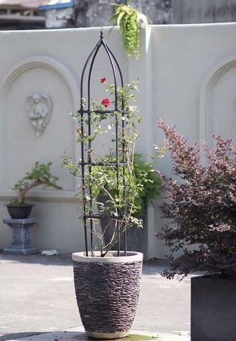  Khung quế trồng hoa hồng Daim cao 220cm 