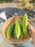  Hạt giống khổ qua PN 342 