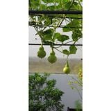  Phân trùn quế nguyên chất Lavamix 