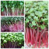  Giá thể mụn dừa Happi green 2kg 