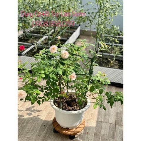  Thanh liên kết ống thép bọc nhựa phi 11 Daim 