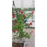  Phân trùn quế nguyên chất Lavamix 