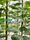  Ống thép bọc nhựa Daim phi 16 