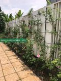 Giàn leo trồng cây dài 1.8m rộng 2.1m khung giàn ống thép bọc nhựa Daim 