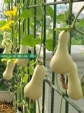  Ống thép bọc nhựa Daim phi 16 