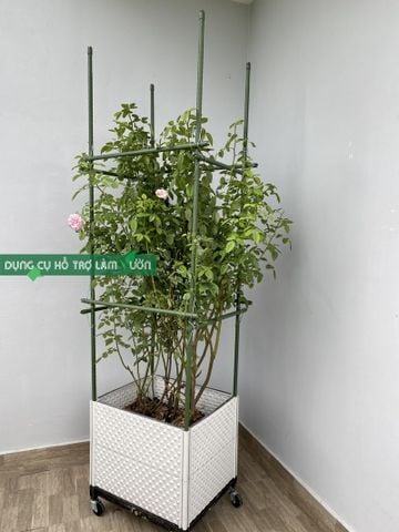  Khung trồng cây nho cao 1.8 met Daim 