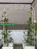  Khung vòm cổng trồng hoa hồng cao 210cm  chiều sâu 31cm 