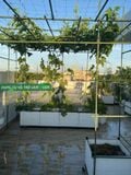  Ống thép bọc nhựa Daim phi 16 