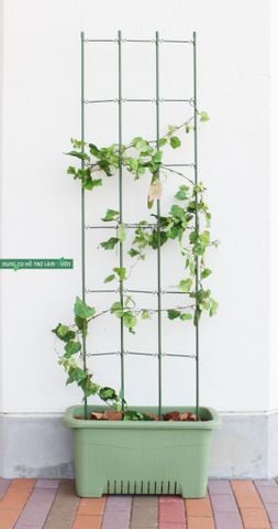  Giàn leo cho cây rộng 45cm cao 180cm Daim 