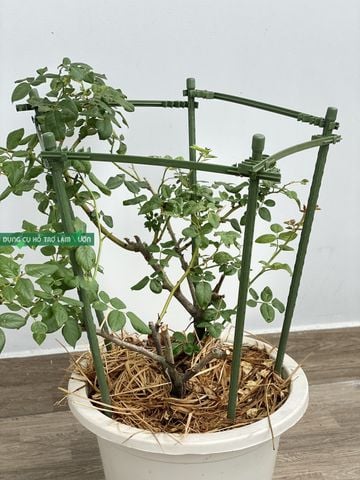  Khung đỡ hoa leo 5 cạnh 28cm Daim 