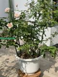  Thanh liên kết ống thép bọc nhựa phi 11 Daim 
