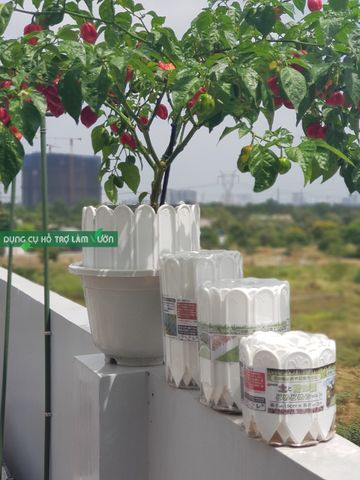  Hàng rào nhựa viền vườn 