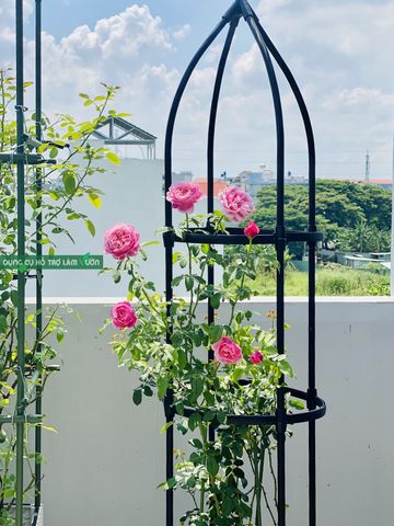  Khung quế trồng hoa hồng Daim cao 180cm 