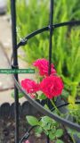  Khung trồng hoa hồng cao 120cm đường kính 40cm 