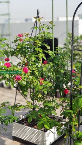  Khung trồng hoa hồng hình chóp Daim cao 120cm 