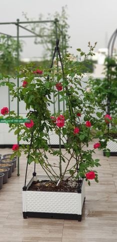  Khung trồng hoa hồng hình chóp Daim cao 150cm 