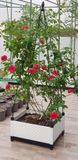  Khung trồng hoa hồng hình chóp 