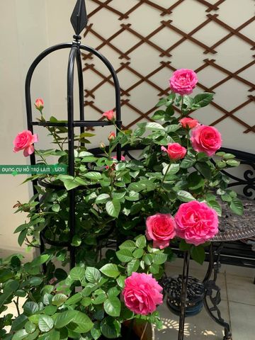  Khung hoa tháp chuông Daim cao 120cm 