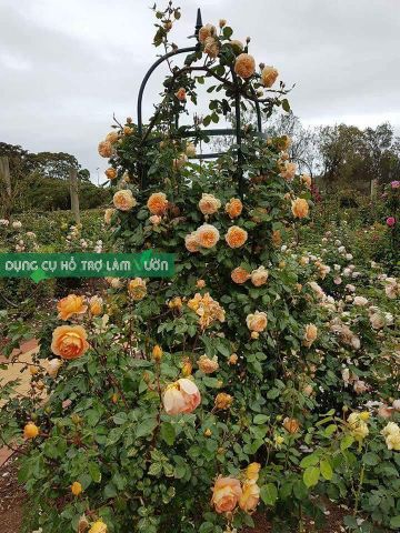  Khung hoa tháp chuông Daim cao 210cm 