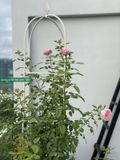  Khung trồng hoa hồng leo 