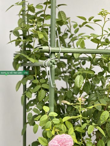  Khung trồng cây nho cao 1.8 met Daim 