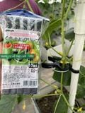  kẹp giữ thân cây kết hợp với ống thép bọc nhựa Daim 