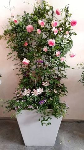  Khung hoa leo kiểu quạt Daim cao 90cm 