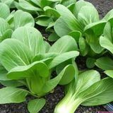  Hạt giống cải thìa Thượng Hải PN 203 