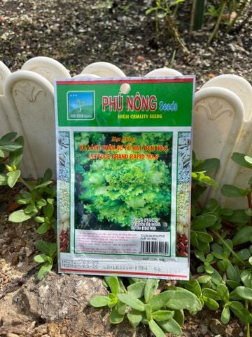  Hạt giống xà lách xoăn sử tử hạt đen No 8 