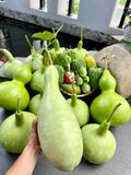  Phân vi sinh trichoderma+TE gói 1kg 