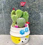  Giá thể xương rồng sen đá Namix 