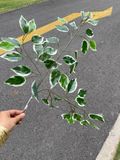  Nhánh lá cây bằng nhựa dùng để trang trí 