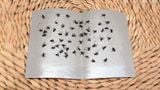  10 Tấm keo dính ruồi nhặng 