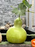  Bầu hồ lô trái to size trái nặng từ 8-15 kg 