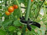  kẹp giữ thân cây kết hợp với ống thép bọc nhựa Daim 