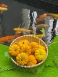  Phân gà Japadi gói 1kg 