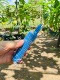  Dây kẽm cột cành 100 sợi 
