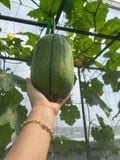  Phân gà Japadi gói 1kg 