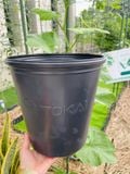  Chậu trồng cây Tokai size 24cm 